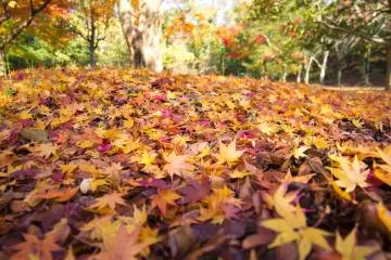 Gorgeous carpets of red and golden leaves