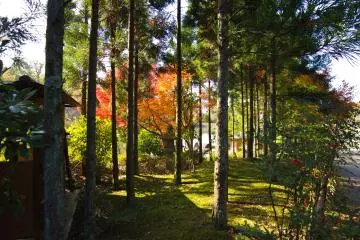 A mini forest down one path