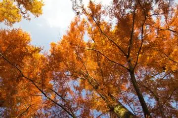 Orange trees lined many roads