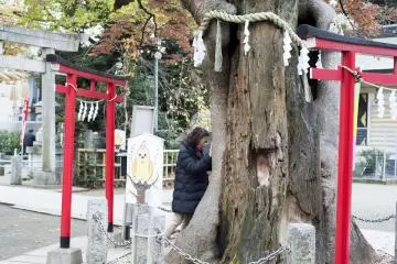 The 700-year-old zelkova tree in Nitta Shrine