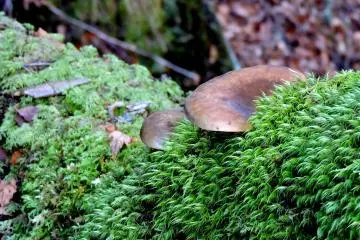 Moss and toadstools along the way
