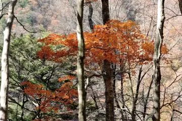 Orange maple leaves