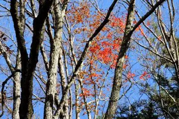 A splash of red 