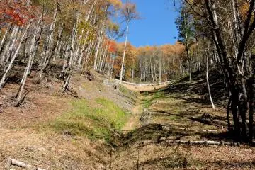 A small break in the trees