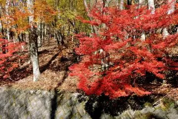 Red maple in the carpark