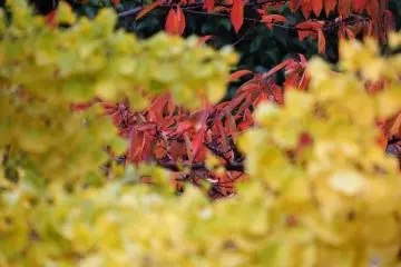 Merah gelap pada kuning keemasan memberikan kontras yang lebih mencolok