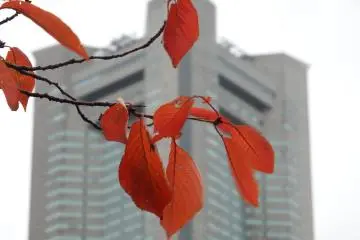 Beberapa daun merah dengan Yokohama Landmark Tower sebagai latar belakang