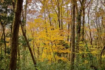  The autumn colors become visible early on