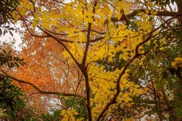  Yellow and orange; a good mix!
