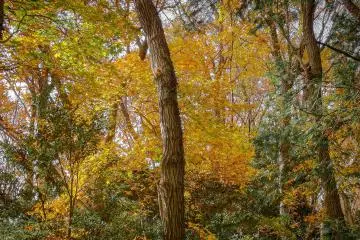  The colorful leaves create a totally different atmosphere 