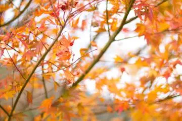 Some stunning autumn leaves to finish
