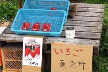 판매 중인 딸기