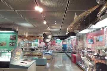 Natural History Section of Prefectural Museum