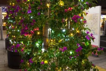 Lots of lit up Christmas trees lined the path towards Kagoshima-chuo Station