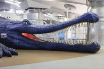 Blue lizard indoor playground