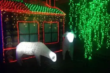 Sheep
