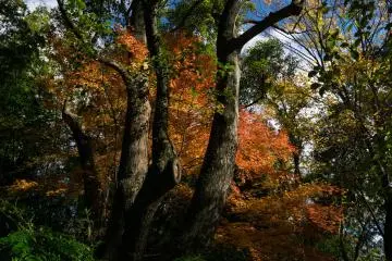 Autumn leaves in the garden