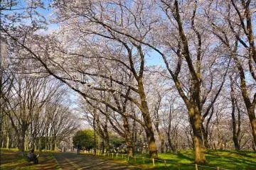 สวนเนะงิชิในฤดูดอกซากุระ