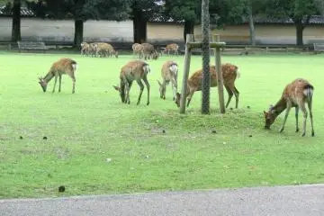 Some of the 1300 deer in Nara park