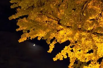 The night has its own special feel