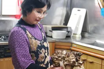 토게슈쿠보 요리사조차도 이 마이타케의 크기에 놀랐다.