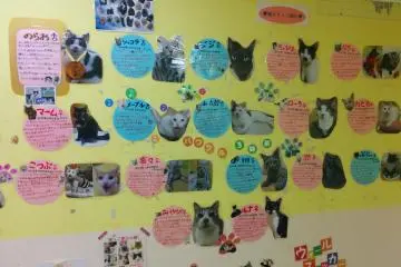 Cat profile wall