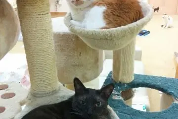 Cats everywhere