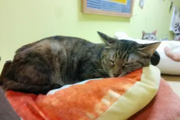 Sleepy time