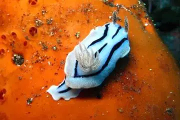 A sea slug resting on a rock, 22m at Nazumado (Photo: Bonnie Waycott )