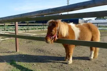 Don't get too close: this pony is cranky!
