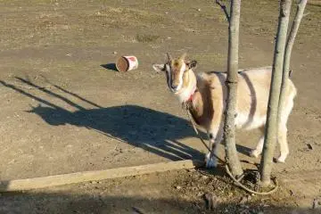 Say "sayonara" to the goat before you leave!