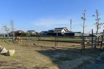 Visit the animals at the adjacent pen