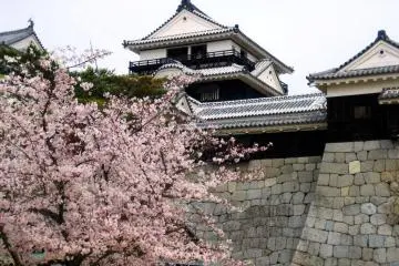 Cherry blossoms at Matsuyama Castle