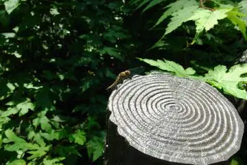 Local dragonfly sunbathing
