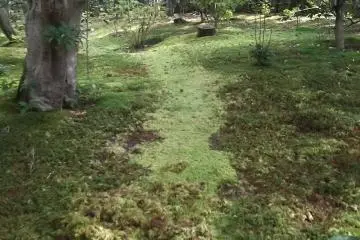 Part of the moss garden