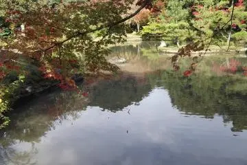 These maples were just changing into their autumn colours