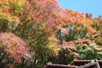 <p>More autumn colors</p>
