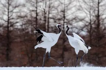 濕地之神「仙鶴」