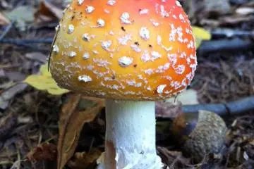 a fun guy...  mushrooms were everywhere on the trail