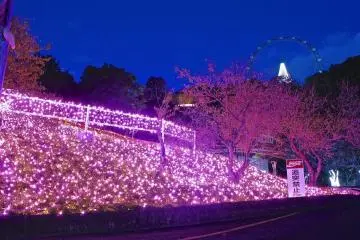 งานประดับไฟ Pleasure Forest ของทะเลสาบสะกะมิ 