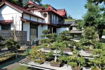 Check out the collection of bonsai trees