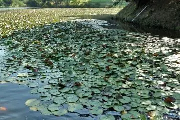 Enjoy feeding some fish before you leave