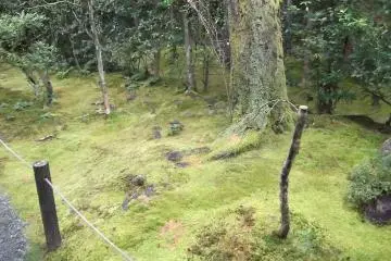 Ancient mosses on the ground and trees in the Garden of Shinyo