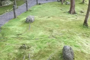 The Garden of Shinyo is vibrantly green