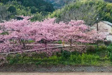 Kawazu Festival (Photo: <a href="http://lestaylorphoto.com/" target="_blank" rel="noreferrer noopener nofollow">Leslie Taylor</a>)