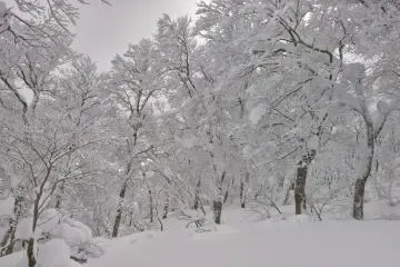 Winter wonderland