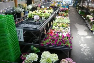 Flowers for planting