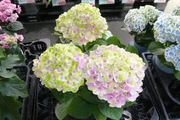 Flowers for planting