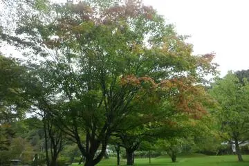 Autumn leaves were just showing