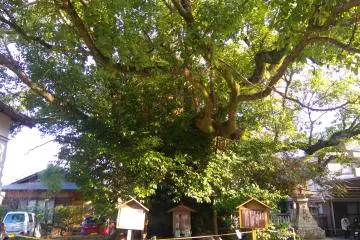 Beauty at Tokei Jinja